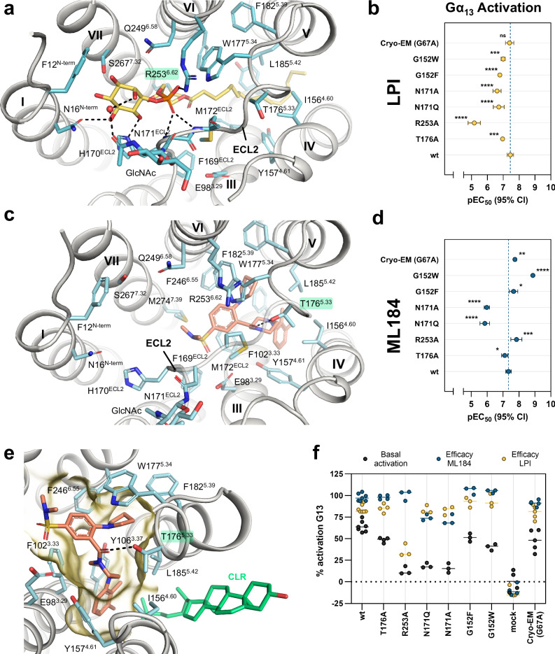 Agonist recognition at GPR55.a Ligand binding pocket of LPI (yellow sticks). The amino acid side chain and backbone that show interactions with LPI are shown as cyan sticks. Hydrogen bonds are indicated as black dashed lines. b Effect of GPR55 mutants on LPI potency as determined by G protein dissociation assays with Gα13. Data represent means ± 95% confidence interval (CI) from 3–7 independent experiments as indicated in Supplementary Table S3. c ligand binding pocket of ML184. d Effect of GPR55 mutants on ML184 potency as determined by G protein dissociation assays with Gα13. Data represent means ± 95% CI from 3–7 independent experiments as indicated in Supplementary Table S3. e Magnified view of the ML184 (salmon sticks) binding pocket (as in a). The binding pocket surface was displayed in yellow with the ECL2 surface hidden for better visibility of the binding pocket. f Efficacy and constitutive activity at different GPR55 mutants. The degree of activation was calculated by normalization of BRET² ratios (BRET² ratio of 30 µM ligand for efficacy or basal BRET² ratios of 1.5% DMSO) to the respective BRET² ratios for the wt GPR55 plus G13-biosensor at 30 µM ML184 (100% activation) and for a mock-transfection plus G13-biosensor (0% activation). The pEC50 means of all seven mutations were compared with the pEC50 mean of the wt GPR55 to evaluate statistically significant differences using ordinary one-way ANOVA with Dunnett’s post-hoc test (adjusted P-values: *p < 0.05, **p < 0.01, ***p < 0.001, ****p < 0.0001, for absolute P-values see Supplementary Table S3).