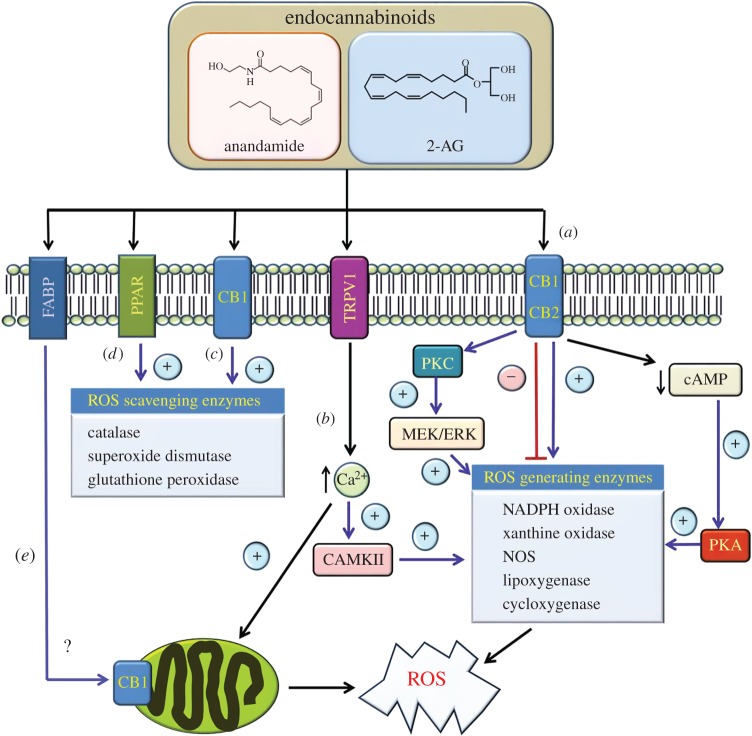 Summary of pathways implicated in the regulation of ROS production by the ECS. (a) Activation of CB1R and/or CB2R has been reported to either stimulate and/or repress the activity of enzymes implicated in ROS generation as indicated. For example, cannabinoid receptor activation may act to suppress cAMP-dependent activation of PKA thereby repressing the expression and/or activity of enzymes such as NADPH oxidase. Alternatively, cannabinoid receptor stimulation can activate PKC isoforms and the downstream MEK/ERK signalling axis which have been implicated in upregulating NADPH oxidase activity. (b) Endocannabinoids such as anandamide have also been shown to target the vanilloid receptor TRPV1. In this case, TRPV1 activation would promote an increase in intracellular calcium signalling which in turn may impact on the expression/activity of ROS generating enzymes, for example through stimulating CAMKII activity. In addition, elevated calcium levels may also promote an increase in ROS generation within mitochondria. (c,d) Endocannabinoids such as anandamide may also convey protective effects by inducing the expression of antioxidant enzymes such as catalase, superoxide dismutase and glutathione peroxidase through activation of CB1R or PPAR receptors. (e) Following its uptake into cells, for example via transporters such as fatty acid binding protein (FABP) isoforms, endocannabinoids such as anandamide may also directly impact upon mitochondrial ROS generation through targeting CB1R residing within these organelles.