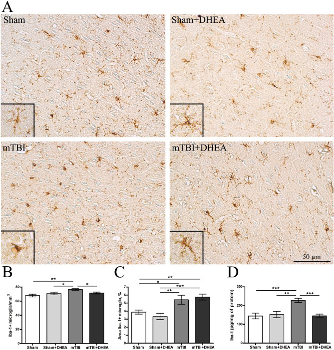 Expression of iba-1-positive microglia in the cerebral cortex in Sham, TBI and after DHEA treatment. (A) Representative images of Iba-1 immunohistochemically-stained slides. (B) The quantitative distribution of iba-1-positive microglia. (C) The staining area of the iba-1-positive microglia in the cerebral cortex. (D) The cerebral cortex iba-1 expression. Data are the mean ± SEM, n = 7/group, *P < 0.05, **P < 0.01 and ***P < 0.001 (one-way ANOVA, post-test Tukey). Images were prepared with using GIMP 2.10.22 software (http://www.gimp.org/).