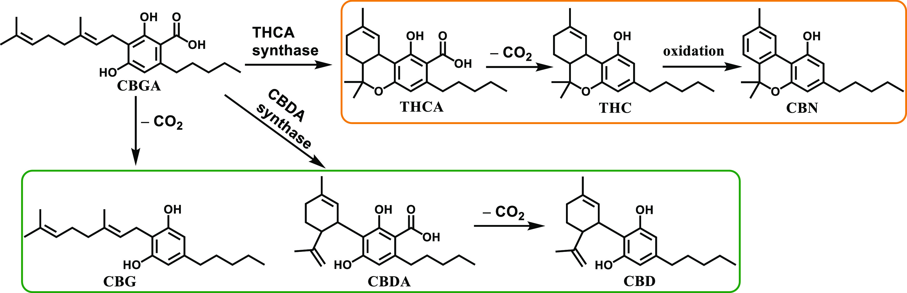 Structures and formation process of important cannabinoids: cannabigerolic acid (CBGA), tetrahydrocannabinolic acid (THCA), Δ9-tetrahydrocannabinol (Δ9-THC), cannabinol (CBN), cannabigerol (CBG), cannabidiolic acid (CBDA), and cannabidiol (CBD).