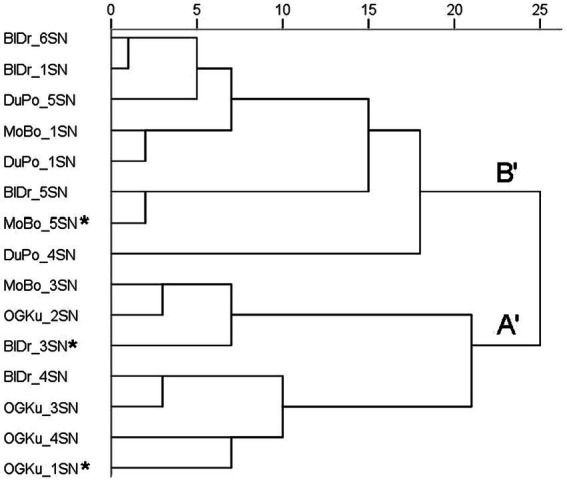 Hierarchical cluster analysis (HCA) of odor descriptor data for the 15 samples in Study 2. Included are the 15 samples in Study 2. The main clusters are labeled A′ and B′. Asterisks indicate genetic outliers; all “Durban Poison” samples were genetically identical. Distances are rescaled to 25.