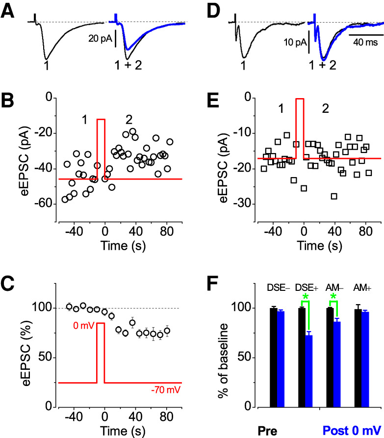 Depolarization-induced suppression of evoked EPSCs in interneurons of LA. (A) The superimposed traces of eEPSCs before (left panel) and after the test pulse (0 mV; right). (B) Data points collected at a holding potential of −70 mV during the same experiment shown in A. (C) Normalized values (n = 11). (D,E) Response of interneuron that did not exhibit DSE. (F) Summary of data revealing the absence (n = 5) and presence (n = 11, [*] P < 0.001) of DSE in subpopulations of interneurons. When either 3 or 10 µM AM-251 was applied to same neurons, the DSE was blocked by (n = 3, [*] P = 0.026). Values before and after the 10-sec step for each condition are color matched as Pre and Post 0 mV. Identical scale bars for A and D are shown and error bars in C and F are ±SEM.
