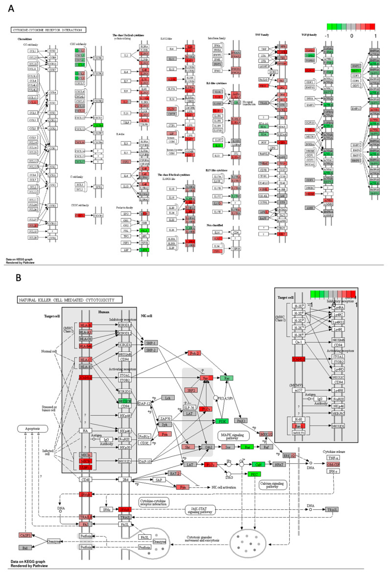 Expression of genes in GO terms: (A) cytokine–cytokine receptor interaction, and (B) natural killer cell–mediated cytotoxicity in response to high–THC extract #18 and cisplatin combination compared to DMSO in the HT–29 CRC cell line. The genes are coloured according to the difference in expression level between treatment and control for each sample. Red colour shows upregulation and green downregulation relative to the treatment group. Data based on GAGE unidirectional analysis.