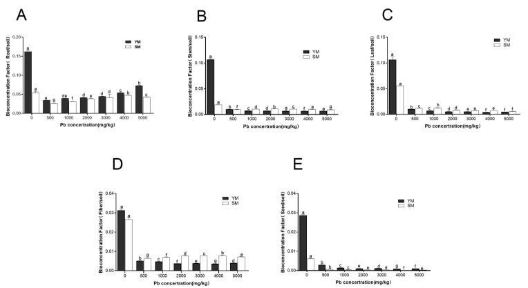 Bioconcentration factor of Pb from different organs in two industrial hemp varieties. (A): Root bioconcentration factor; (B): Stem bioconcentration factor; (C): Leaf bioconcentration factor; (D): Seed bioconcentration factor; (E): Fiber bioconcentration factor. Different lowercase letters represent significant differences in different concentrations (p < 0.05).
