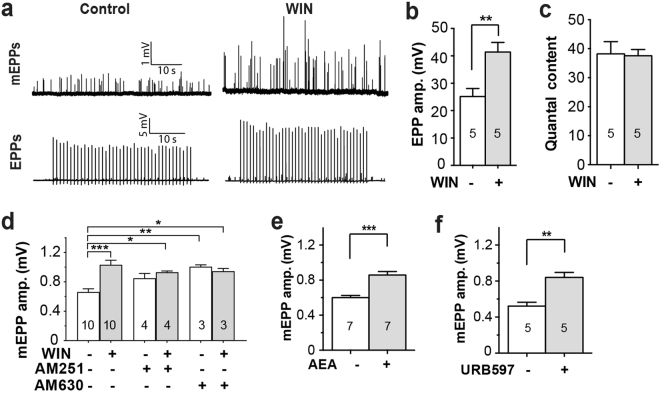 Cannabinoid-induced increase in endplate potential amplitudes. (a) Representative recordings show the increase in mEPP and EPP amplitudes after 1–2 hr incubation with 10 µM WIN. (b) WIN increased mean EPP amplitude. (c) No change in quantal content. (d) WIN increased mEPP amplitude but this effect was ablated in the presence of inverse agonists of CB1 (5 µM AM251) or CB2 (10 µM AM630). (e) The endogenous cannabinoid, AEA (30 µM) also increased mEPP amplitude. (f) An FAAH inhibitor (1 µM URB59), similarly increased mEPP amplitude. Bars represent the mean ± SEM for the number of mice indicated in each bar (average of 10–17 fibres/NMJs for each mouse/muscle; *P < 0.05, **P < 0.01; ***P < 0.001; paired t-test (b,c e & f), or one-way ANOVA (d)).