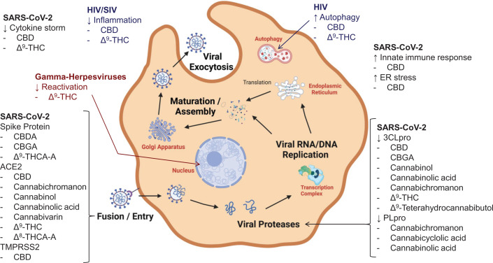 Antiviral targets of cannabinoidsMost antiviral cannabinoids inhibit cell entry, inhibit viral proteases, or prevent viral induced inflammation.