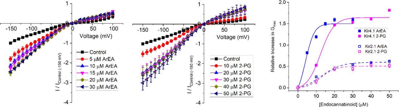Endocannabinoids have a strong effect on Kir4.1 currents.Current-voltage (I-V) relationship of Kir4.1 channels following the incremental addition of the (A) ArEA or (B) 2-PG. For each cell, currents were normalized to the current elicited at -150 mV for control conditions (0 µM endocannabinoid). This enabled the averaging of pair-wise data from different cells. (C) Concentration dependence curves were calculated for each endocannabinoid by plotting the relative increase in slope conductance (Gmax) compared to control. Data was then fit to a dose-response function to determine EC50 and maximal effect (Emax). For comparison, data from Kir2.1 channels are shown in open squares with dashed lines.