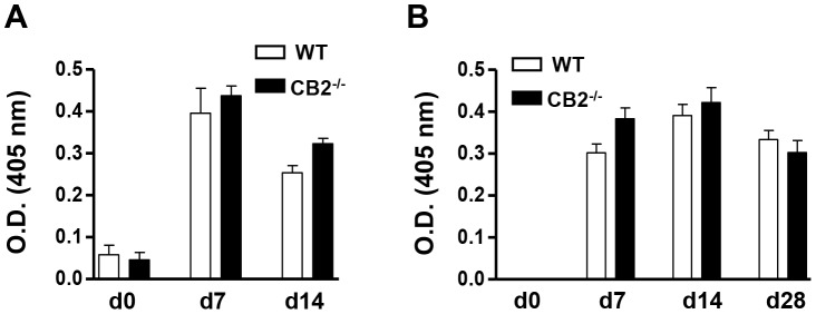 WT and CB2−/− mice elicit comparable antigen-specific IgM and IgG responses in the serum after sRBC immunization (i.p.).WT and CB2−/− mice were immunized (i.p.) with 1×108 sRBC and serum was collected on days 0 (pre-immunization), 7, 14, and 28. Antigen-specific IgM and IgG titers were measured from three-fold serially diluted (1/50 to 1/1350 for IgM and 1/150 to 1/4050 for IgG) serum samples by ELISA. The O.D. values for sRBC-specific IgM at the 1/50 dilution (A) and sRBC-specific IgG at the 1/450 dilution (B) are shown. Data shown are the mean ± SEM from two independent experiments each with 3–4 mice per group (n = 6–8).