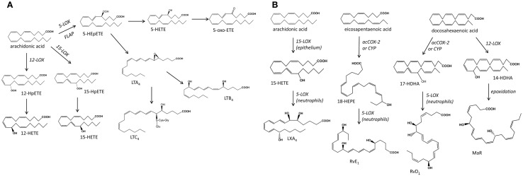 Schematic representation of the main biochemical pathways that mediate the production of mono-hydroxy fatty acids and leukotrienes (A), and the poly-hydroxy fatty acids lipoxins, resolvins, and protectins (B), products of transcellular metabolism. LOX, lipoxygenase; HETE, eicosatetraenoic acid; HEpETE, eicosaperoxytetraenoic acid; LT, leukotriene; acCOX-2, acetylated cyclooxygenase-2; CYP, cytochrome P450; LX, lipoxin; RvE, resolving series E; RvD, resolving series D; MaR, maresin.