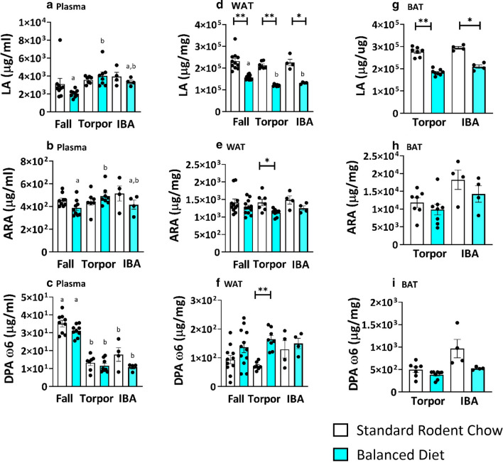 Balanced Diet does not influence omega 6 PUFAs in plasma, but diet influences LA in WAT and BAT. (a) Plasma LA, ARA and DPA w3 does not differ between Balanced Diet (BD) AGS in all time points compared to Standard Rodent Chow (SRC) AGS (t-test, FDR corrected, fall n = 9, torpor n = 7–8, IBA n = 4). Seasonal comparison within the same diet found plasma LA increases in torpor compared to fall BD AGS while DPA w6 decreases in torpor and IBA compared to fall in both diets (post hoc Tukey, letters (a or b) signify difference between season within the same diet group). (b) WAT LA is increased in SRC AGS compared to BD AGS in fall, torpor and IBA, while ARA is increased in torpid SRC animals and DPA w6 is increased in BD AGS in torpor (*p < 0.05, **p < 0.001, t-test, FDR corrected, fall n = 11–12, torpor = 7–8, IBA = 4). Seasonal comparison within the same diet found WAT LA decreases in torpor compared to fall BD AGS (post hoc Tukey, letters (a or b) signify difference between season within the same diet group) c. BAT LA is significantly higher in SRC AGS compared to BD AGS in torpor and IBA (*p < 0.05, **p < 0.001, t-test, FDR corrected, torpor = 7–8, IBA = 4). Data shown are mean ± SEM. Black dots are individual data points.