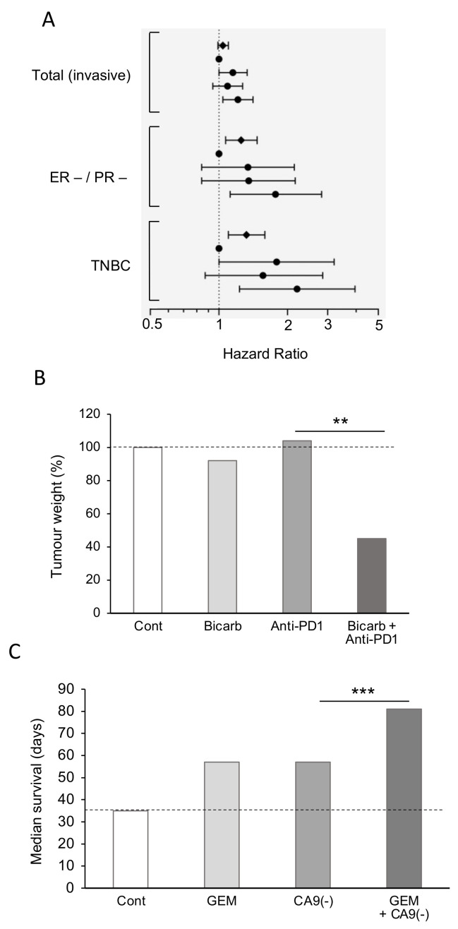 Effects of acidity on cancer. (A). Hazard ratios for the potential impact of renal acid load on risk of breast cancer, divided into total (invasive), ER-/PR- and TNBC. ER, estrogen receptor; PR, progesterone receptor; TNBC, triple-negative breast cancer. The dotted vertical line (hazard ratio = 1) denotes no risk. There was a clear risk of acidity on all the different sub-types of breast cancer studied (p < 0.05 for total). Modified from Park et al. [99], where further details and primary data can be found. (B) Improvement of immunotherapy effectiveness in mice bearing Panc02 pancreatic tumors. The measured tumor weights are plotted relative to the control level (100%). Mice were treated with a combination of anti-PD1 antibodies with or without bicarbonate. Control (Cont) was tap water, value marked by the horizontal dotted line for ease of comparison. Significant reduction in tumor weight was observed only by combining anti-PD1 treatment with bicarbonate (p < 0.005) (**). Data replotted from Pilon-Thomas et al. [92], where further details and primary data can be found. (C) Survival data (median values) for mice with PK-8 pancreatic cancer xenografts. Treatments were as follows: untreated control (Cont), treated with gemcitabine (GEM), CA9-depleted but untreated (CA9(−)) and CA9-depleted treated with gemcitabine (CA9(−) + GEM). Control value is marked by the horizontal dotted line for ease of comparison. Data obtained from the Kaplan–Meier analyses of McDonald et al. [100], where further details can be found. Compared with the control, the effect of CA9 depletion (i.e., alkalinization) was significant (p < 0.01). Gemcitabine treatment on CA9-depleted mice was significantly more effective than CA9-depletion alone (p < 0.001) (***). Since the data for CA9-depletion and gemcitabine alone were very close, it can also be inferred that the effect of gemcitabine on CA9-depleted mice would be equally significant, compared with gemcitabine alone (not shown).