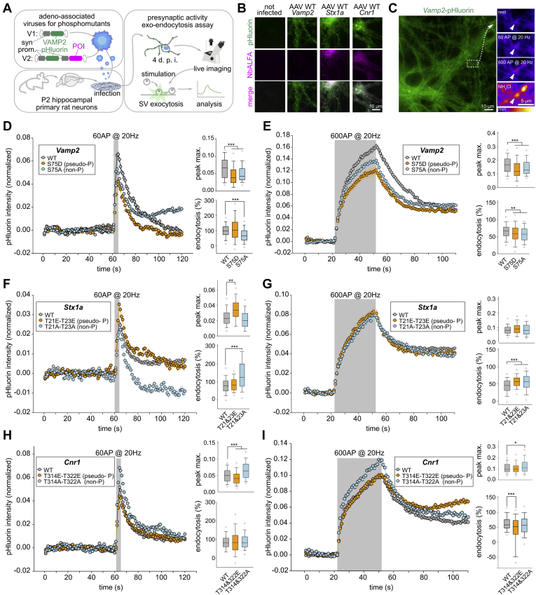 Phosphomimetic modulation of phosphorylation sites found differentially regulated in synaptobrevin (Vamp2), syntaxin-1, and cannabinoid receptor-1 affects SV recycling properties.A, Experimental scheme. Two versions of the adeno-associated viral (AAV) constructs were prepared (V1 and V2). V1 contained Vamp2 wild-type or the respective Vamp2 mutants (Vamp2-S75D and Vamp2-S75A) fused to the superecliptic (pH-dependent) green fluorescence protein (pHluorin; (82)). The expression of recombinant proteins is driven by the neuron-specific synapsin-1 promoter. In these experiments the Vamp2-pHluorin is used both as the test protein and as a sensor for exo- and endocytosis. V2 contained both WT Vamp2-pHluorin (used as an exo-/endocytosis sensor) and the proteins of interest (POI; respectively Stx1a-WT, Stx1a-T21E-T23E; Stx1a-T21A-T23A; Cnr1-WT; Cnr1-T314E-T322E, and Cnr1-T314A-T322A); see methods for details.To distinguish these proteins from the endogenous versions, an ALFA-tag sequence has been added (84). Mutants were expressed in rat primary hippocampal neurons and exo-/endocytosis was measured 4 days post infection (d.p.i.). In order to evaluate exo-/endocytosis, neurons were field-stimulated and changes in fluorescence were measured (82). B, Immunofluorescence of infected neurons. The high efficiency of infection and the coexpression of the POIs (Stx1a; Cnr1) is confirmed by immunofluorescence using a nanobody directed against the ALFA tag (NbALFA; (84)). Scale bar 10 μm (C) The basal fluorescence of Vamp2-pHluorin (left image) allows to identify single synaptic boutons (inset on the right). Following a defined number of action potentials (AP), SVs fuse with the plasma membrane (middle insets on the right). Upon fusion, the intravesicular pH increases, resulting in higher pHluorin fluorescence intensity. Ammonium chloride (NH4Cl) is used at the end of each experiment to reveal the localization of SVs. Scale bars: 10 μm (left image) and 5 μm (right insets). D and E, Both the phosphomimetic and the phosphorylation-null mutants of Vamp2 showed decreased exocytosis, for both short and long train of stimuli, respectively 60 and 600 action potentials (APs). The maximum peak intensity was significantly lower in both stimuli (p < 0.001). The fraction of endocytosed Vamp2 (measured at 30 s after the stimulation, as % of the exocytosed Vamp2) was also decreased, especially for the longer stimulus. F and G, The phosphomimetic mutant of Stx1a (T21-T23) enhanced exocytosis for short stimuli, while the phosphorylation-null mutant left exocytosis unaffected, while enhancing endocytosis. Under long stimuli the enhancement of exocytosis was no longer significant, but the increase in endocytosis was, for both phosphomimetic and phosphorylation-null mutants. H and I, The phosphomimetic mutants of Cnr1 (T314E-T322 E) reduced exocytosis during short stimuli, while the nonphosphorylatable variant increased exocytosis. The latter effect was also observed during long stimuli. Neither of the Cnr1 variants had a substantial effect on endocytosis. In all panels statistical differences were tested relying on Kruskal–Wallis tests, followed by Tukey–Kramer post-hoc tests (∗ p < 0.05, ∗∗ p < 0.01 and ∗∗∗ p < 0.001).