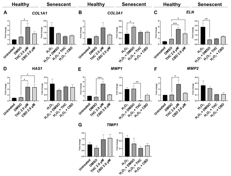 Effects of phytocannabinoids on mRNA levels of genes involved in extracellular matrix maintenance in CCD-1064Sk human dermal fibroblasts. mRNA levels were presented as a ratio of the target gene relative to GAPDH for expression of (A) COL1A1, (B) COL3A1, (C) ELN, (D) HAS1, (E) MMP1, (F) MMP2, and (G) TIMP1. Data were analyzed with an ANOVA test followed by a Dunnett’s post-hoc multiple comparison test compared to the vehicle. Bars represent mean ± SEM, n = 3. Significance is indicated using the following scale: * p < 0.05, ** p < 0.01, *** p < 0.001. CBD, cannabidiol; DMSO, dimethyl sulfoxide (vehicle); THC, delta-9-tetrahydrocannabinol.
