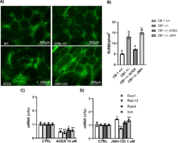 CB1 and CB2 action on BTB permeability and functionality. FITC‐dextran diffusion assay in testis of WT and HT mice in vitro treated with vehicle (CTRL), ACEA 10 µM and JWH‐133 1 µM (A) Scale bar: 300 μm. The green fluorescence signal diffused in the luminal compartment was quantified using the Nikon Imaging Analytical Software (NIS‐Elements Analysis D 4.40.00, 64 bit) as SUM (I)/pixel2 (see also Figure S3 for technical details) (B) a versus b: p < 0.05. RTqPCR analysis of endocytic (Eea1), recycling (Rab13) and degradation (Rab9 and Itch) markers of OCLN in the testis of CTRL and ACEA 10 µM (C) or JWH‐133 1 µM (D). Transcript amounts were reported as normalized fold expression (nfe) relatively to Rps18 gene. All data were reported as mean value ± S.E.M. (*p < 0.05; **p < 0.01).