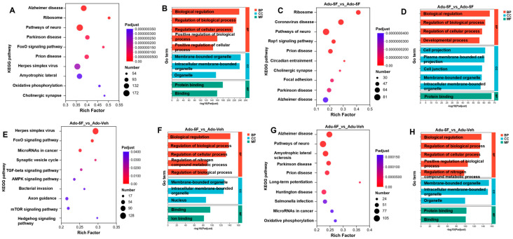 KEGG and GO Enrichment Analyses on the Age-Specific Effects of 5F-EDMB-PICA in Mice. Functional enrichment analyses were performed on all differentially expressed genes (DEGs). These DEGs were obtained from RNA sequencing (RNA-seq) data of hippocampal tissues—collected from mice of varying age groups that had been treated with either 5F-EDMB-PICA (at a dose of 2 mg/kg via intraperitoneal injection) or a vehicle control. Relevant results from these analyses are presented in Figure (A,B). Figure (C,D) display the KEGG pathways or GO terms (with adjusted p-value [Padj] < 0.05) associated with differentially expressed genes in mice of different age groups, respectively, at 2 h after 5F-EDMB-PICA administration (2 mg/kg, intraperitoneal injection). Corresponding KEGG pathways or GO terms (Padj < 0.05) for the vehicle control groups in adolescent and adult mice are presented in Panels (E–H). Data analyses were performed as outlined in Section 4.9. (Abbreviation notes for the figure: Pathways of neuro…: Pathways of neurodegeneration-multiple diseases; Herpes simplex virus…: Herpes simplex virus 1 infection; Amyotrophic lateral …: Amyotrophic lateral sclerosis; Bacterial invasion …: Bacterial invasion of epithelial cells).
