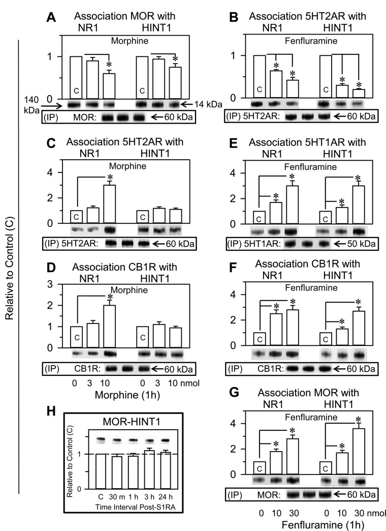 Fenfluramine transfers control of NMDARs and HINT1 proteins to other GPCRs such as 5HT1ARs, CB1Rs or MORs. Comparative study with morphine and S1RAFenfluramine (B, E, F, G) and morphine (A, C, D) were both icv injected into the mice at 10 nmol; S1RA (H) was icv injected at 3 nmol. At the intervals indicated, the animals were euthanized to obtain the synaptosomal cortical fraction. The GPCRs were immunoprecipitated (IP), and the associated NR1 subunits and HINT1 protein were assessed by western blot analysis. Each bar represents the mean ± SEM of 8 mice. *Significant difference with respect to the control group, which received saline instead of the drug; ANOVA, Dunnett multiple comparisons vs control group, p < 0.05. Details are in the Methods section.