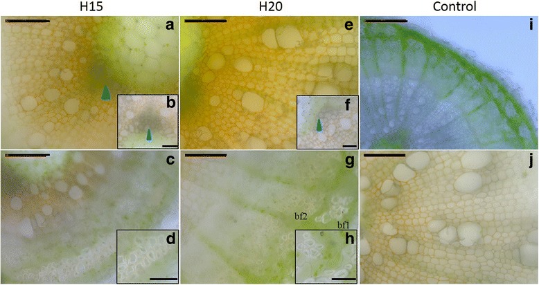 Laccase activity in H15 and H20. a to d, H15; e to h, H20. Details of the xylem regions and bast fibres are shown in b and f and d and h, respectively. Orange colour indicates the presence of laccase activity. Blue arrowheads indicate the absence of laccase activity in the lignified primary xylem. i: negative control without DAB in H20. j: negative control with sodium azide as inhibitor of laccase activity in H20. bf1 primary bast fibre, bf2 secondary bast fibre. Scale bar: 100 μm (50 μm in the insets)