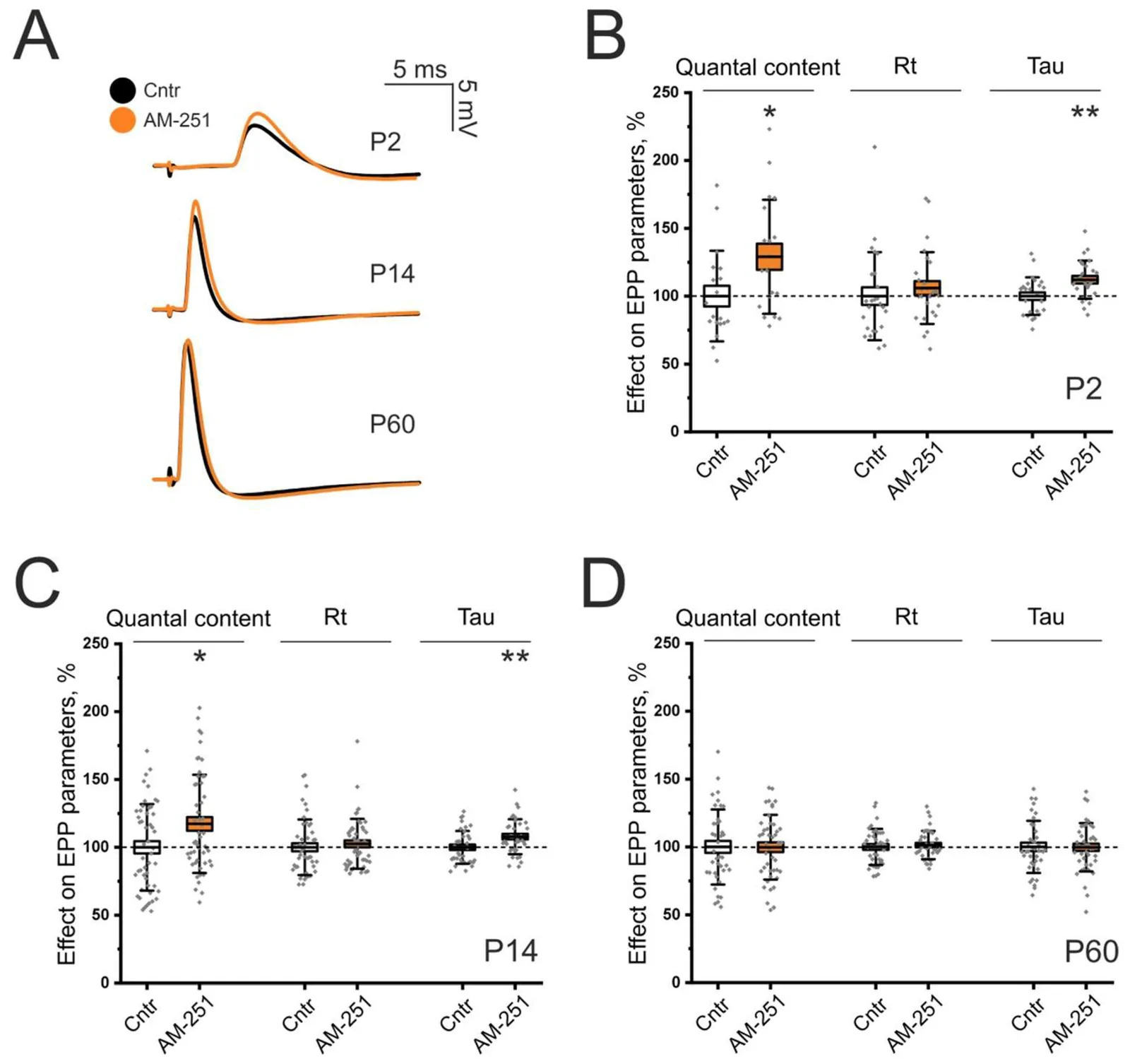 Effects of the CB1 antagonist AM-251 on evoked acetylcholine release at LAL NMJ. (A) Representative EPP recordings at NMJs in the control group (Cntr) and following application of the CB1 antagonist AM-251. (B) Effect of AM-251 (5 μM) on EPP parameters (quantal content (QC), rise time (RT) and decay time constant (Tau)) at P2. (C) Effect of AM-251 on EPP parameters at P14. (D) A lack of AM-251 effect on EPP parameters at P60. n = 20–43 NMJs; N = 5–7 animals; * p < 0.05; ** p < 0.01 vs. control values (one-way ANOVA).