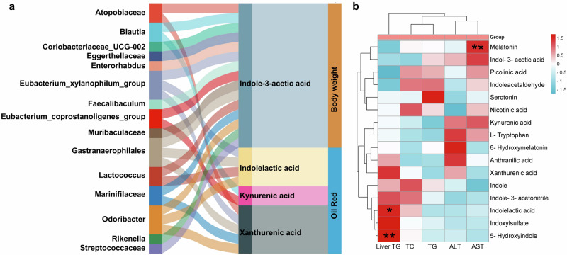 CB2R-mediated gut dysbiosis contributed to NAFLD development in association with tryptophan metabolites.a Correlation network showed that gut dysbiosis in CB2R–/– mice was related to dysregulation of tryptophan metabolites, which were associated with parameters reflecting the severity of NAFLD including oil red positive area and body weight. b Correlation network between tryptophan metabolites and serum liver marker in CB2R–/– mice. n: (a, b), n = 4 per group.