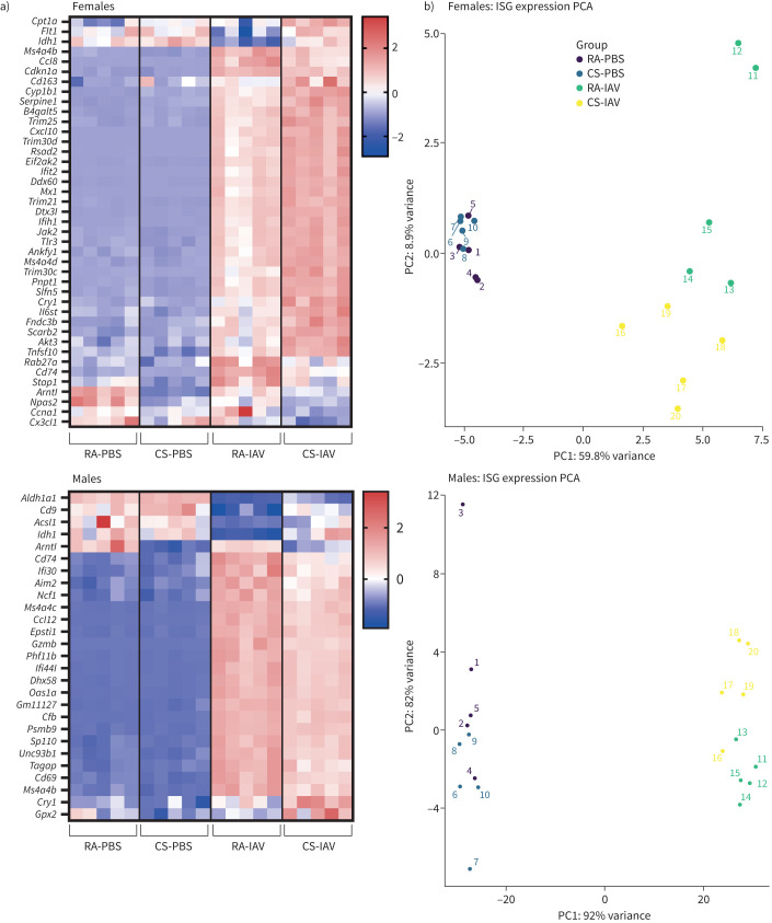 Cannabis smoke (CS) exposure modulates interferon-stimulated gene (ISG) expression following influenza A infection. a) Heatmaps and b) principal component analysis (PCA) of differentially expressed interferon-stimulated genes in the lungs as assessed via lung RNA sequencing in females and males, z-scores ranging from 3 (red) to −3 (blue). Data represent mean+sem; n=5 per group. RA: room air control; IAV: influenza A virus.