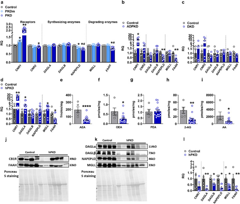 ECS components are progressively dysregulated in human ADPKD kidney tissue. a Microarray analysis (GSE7869) of human kidney tissue shows stepwise increases in CNR1 transcript from healthy cortex to minimally cystic (PKDm) and fully cystic (PKD) ADPKD tissue, with corresponding reductions in AEA-metabolizing enzymes NAPEPLD and FAAH. b Single-nucleus RNA-sequencing (snRNA-seq) analysis of human ADPKD kidneys (n = 8) versus healthy controls (n = 5) demonstrate consistent CNR1 upregulation and marked downregulation of NAPEPLD and FAAH, while 2-AG-metabolizing enzymes remain largely unchanged. c snRNA-seq analysis of diabetic kidney disease (DKD; n = 5 patients; controls n = 6) reveals minimal alterations in CNR1 and ECS-metabolizing enzymes. d Gene expression analysis by qPCR confirms CNR1 upregulation in human ADPKD kidney tissue (n = 17) versus non-cystic nephrectomy controls (n = 5), with concurrent changes in ECS enzyme transcription. e-i eCB quantification by liquid chromatography-tandem mass spectrometry (LC–MS/MS) reveals significant depletion of tissue anandamide (AEA); e, N-oleoylethanolamine (OEA); f, 2-arachidonoylglycerol (2-AG); h, and arachidonic acid (AA); i, while N-palmitoylethanolamine (PEA); g remains unchanged. j-l Western blot analysis shows substantial inter-individual variability in CB1R protein levels without significant difference between ADPKD (n = 6) and control kidneys (n = 4), but significant reductions in DAGLα/β, NAPEPLD, MGLL and FAAH protein. Western blots were normalized to total proteins. Data represent mean ± SEM. Statistics of control versus PKD represented by * and control versus PKDm by #. Statistical significance assessed by Mann–Whitney U test or unpaired t-test: *p < 0.05, **p < 0.01, ***p < 0.001, ****p < 0.0001
