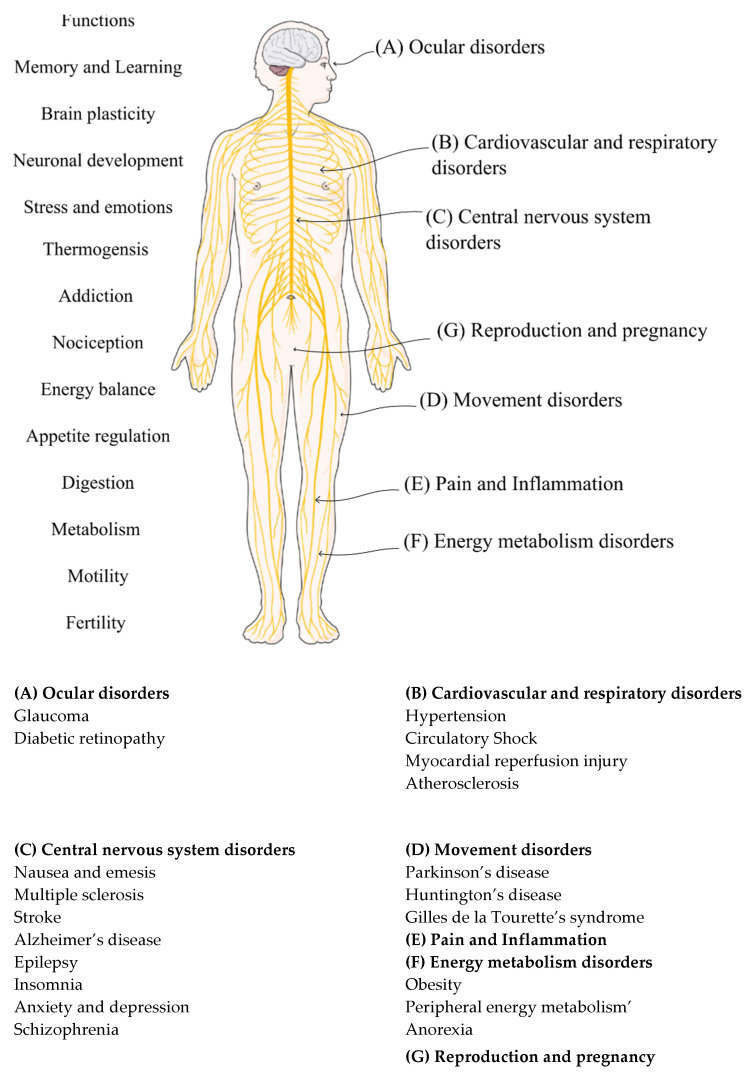 The functions and pharmacotherapy targets of the endocannabinoid system [150]. Figure modified with text, and annotation after adaptation of “Nervous System” from Servier Medical Art by Servier, licensed under a Creative Commons Attribution 3.0 Unported License [180] and reference [181] with permission.