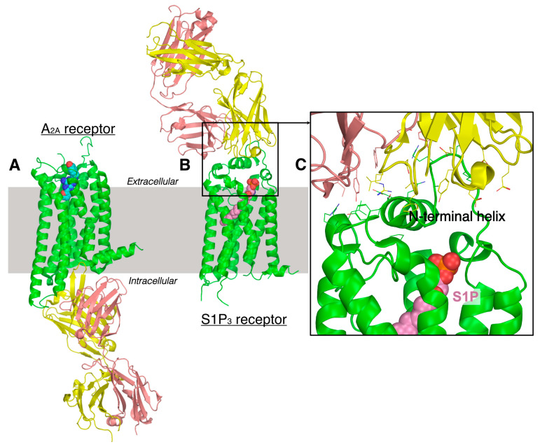 Molecular plots showing antibody binding to (A) intracellular and (B) extracellular epitope in A2A adenosine (PDB ID: 3VG9) and lipid binding S1P3 (PDB ID: 7C4S) receptors, respectively. Receptor bound ligand molecules are shown in sphere representation. Antibody heavy and light chains are shown in yellow and brown colors. (C) An enlarged version of antibody receptor binding site is in lipid receptor S1PR3. The interacting side chains are shown in sticks. It is noted that the antibody does interact (within 5 Å distance) with the bound ligand (shown in pink).