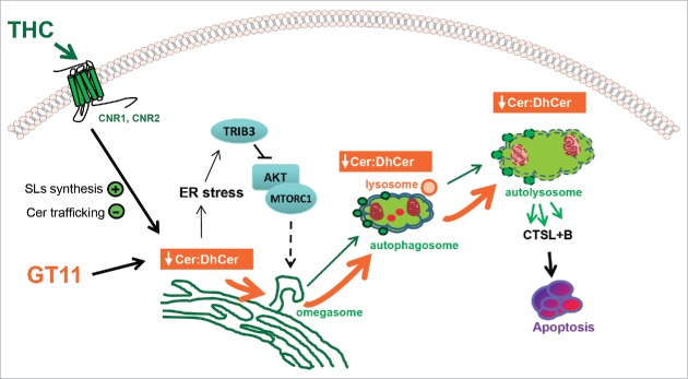 Proposed model of the mechanism by which the intracellular increase of dihydroceramide triggered by THC or by the DEGS inhibitor GT11 promotes glioma cell death. THC binding to CNR1 (cannabinoid receptor 1 [brain]) and CNR2 (cannabinoid receptor 2) stimulates de novo synthesis of ceramide and inhibits the transport of ceramide from the ER to the Golgi inducing a modification on the ER sphingolipid composition. This event triggers: (i) the induction of an ER stress response that leads to a TRIB3-dependent inhibition of the AKT-MTORC1 axis and the subsequent induction of autophagy and (ii) a modification of the ceramide to dihydroceramide (Cer:dhCer) ratio in the ER. The DEGS1 inhibitor GT11 produces a similar decrease on the ratio Cer:dhCer. The alteration in the Cer:dhCer ratio triggered by THC or GT11 is transmitted to autophagosomes and autolysosomes, thus modifying the permeability of the membranes, facilitating LMP, cathepsin release and the subsequent activation of apoptosis and cell death.