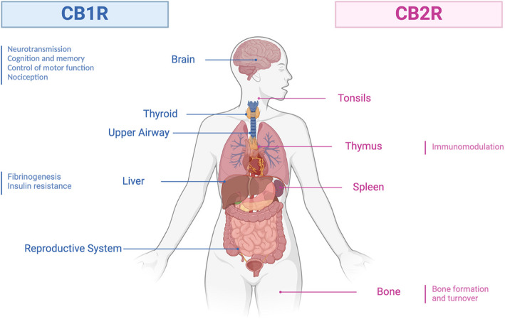 Localization and functions of cannabinoid receptors CB1R and CB2R. CB1R is primarily located in the brain, influencing neurotransmission, cognition, and pain perception. It is also present in the thyroid, liver, and reproductive system, affecting metabolism and insulin resistance. CB2R is mainly found in immune organs like the tonsils, thymus, and spleen, playing a key role in immune modulation and in bones, where it supports bone turnover. These distinct localizations highlight CB1R's neurological roles and CB2R's immune functions, making them important therapeutic targets