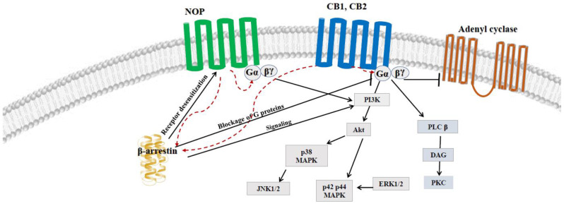 Shared elements of molecular pathways between NOP and CB1 and CB2 receptors.