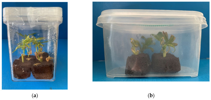 New growth of established cuttings in rooting peat-based sponges in non-vented (a) and vented (b) vessels.