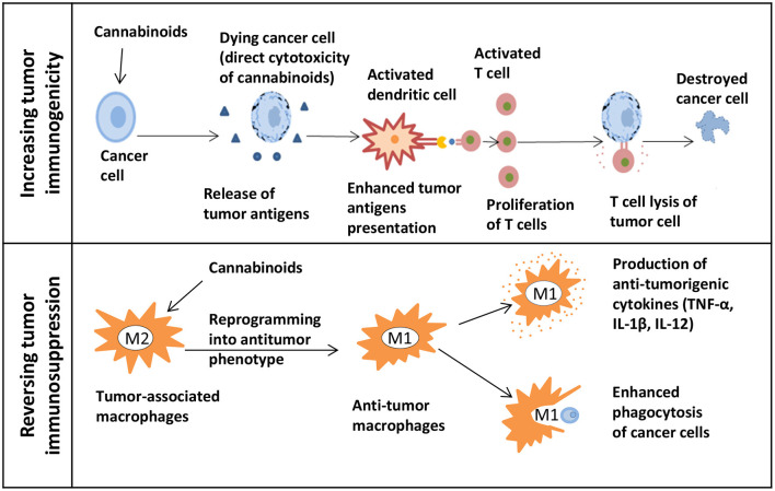 The potential of cannabinoids for cancer immunotherapy. The upper panel shows how cannabinoids can increase tumor immunogenicity. The release of tumor antigens might be increased due to the direct cytotoxicity of cannabinoids in cancer cells. Next, the presentation of enhanced tumor antigens occurs followed by an increase in T cells-mediated immune response and T cells lysis of tumor cells. The lower panel shows how cannabinoids can reverse tumor immunosuppression. Macrophages can be reprogrammed into an antitumor phenotype with the help of cannabinoids. M1 immunostimulatory macrophages secrete the anti-tumorigenic cytokines and effectively phagocytize cancer cells.