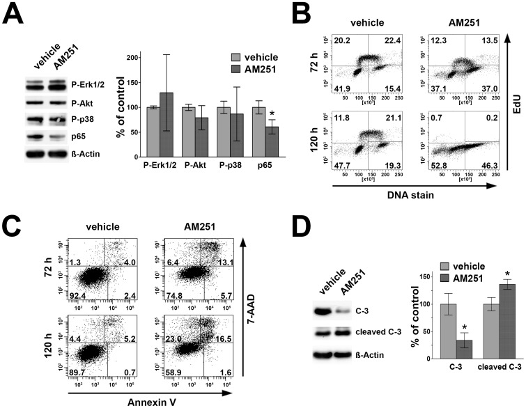 Effects of CB1 inhibition on signal transduction, p65-level, cell cycle profile and apoptotic populations in L428 cells.L428 cells were treated with 10 µM AM251. A) Western blot analysis of crude cell extracts showing a reduction of p65 whereas P-Erk1/2, P-Akt and P-p38 MAPK were not significantly altered compared to vehicle. B) Cell cycle analysis using EdU/DNA-stain and flow cytometric analysis showed strong decline of cells in S-phase and relative increase of cells in G2M phase. C) AnnexinV/7-AAD staining and subsequent flow-cytometric analysis revealed that after 72 h and 120 h of AM251-treatment, the number of vital cells decreased and apoptotic, necrotic and dead fractions were elevated. D) Processing of caspase-3 in a representative Western blot and its statistical analyses of L428 cells treated with AM251 for 96 h. AM251-treatment resulted in higher amounts of cleaved of caspase-3 (cleaved C-3) accompanied by a decrease of full length caspase-3 (C-3). Values represent means ± SD of 3 independent experiments.