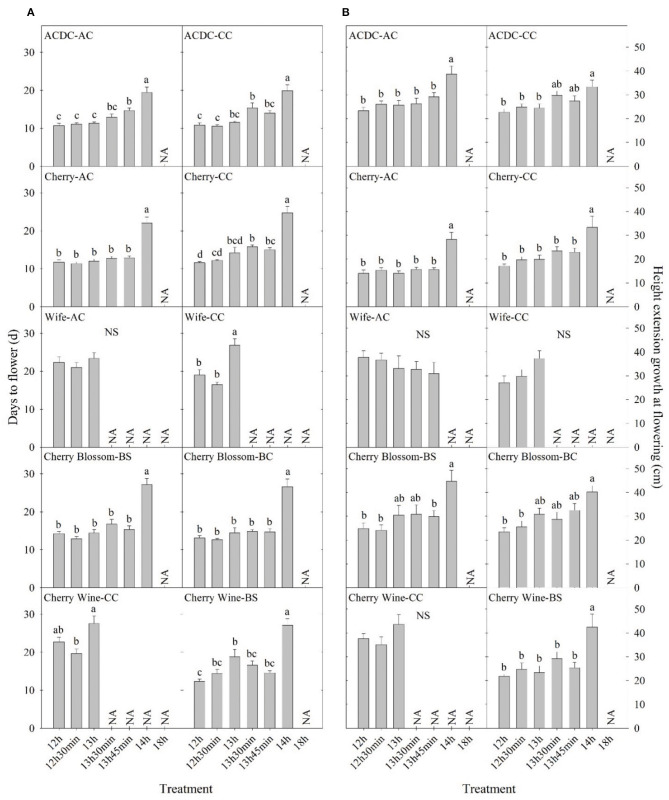 Comparison of (A) days to flower and (B) height extension growth at flowering of 10 essential oil cultivars with the same name but different sources in Expt. 1. All data were pooled from 10 replications except “ACDC-AC” (n = 9). NS indicates insignificant treatment effects. NA indicates less than four valid data under such treatment. Means sharing a letter are not statistically different by Tukey's honest significance difference test at P ≤ 0.05. Error bars indicate standard error.