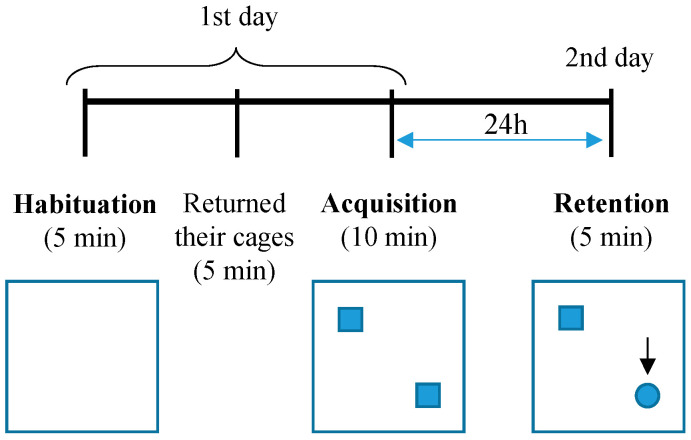 Schematic representation of novel object recognition assay. Following habituation trial in the empty boxes for 5 min, mice were allowed to explore an identical pair of objects placed in the boxes for 10 min as the acquisition trial. After a 24 h stay in the home cage, the mice were returned to the arena where two objects, one familiar and one novel, were placed. The time that mice spent exploring the two objects was recorded. The arrow indicates the novel object in the box. Squares symbolize the object number one (familiar object); the circle symbolizes the object number two (novel object).