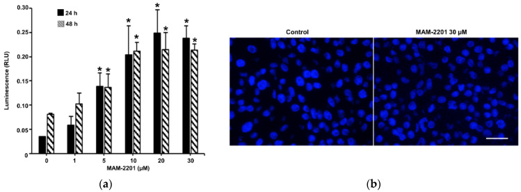 (a) Composite images showing the evaluation of caspase-3/7 activity and (b) apoptotic cells in D384 spheroid sections after MAM-2201 exposure. The caspase-3/7 activity was impaired: an increase in the activity levels was observed in D384 spheroids starting from 5 to 30 μM for both time points considered (24–48 h). Apoptotic cells detected using Hoechst 33,258 staining were not visible after 48 h of exposure to MAM-2201 at the highest concentration tested (30 μM). The data obtained are provided as the means of the luminescence values (RLU) ± S.E. * p < 0.05, statistical analysis by one-way ANOVA followed by Tukey’s multiple comparisons test. Representative images in fluorescence microscope were taken using a magnification of 40×; scale bar: 50 μm.