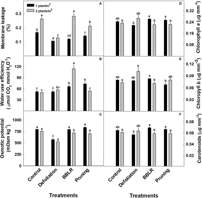 Effects of plant density (1 or 2 plants/m2) and plant architecture modulating treatments on medical cannabis plants. Membrane leakage (A), Water use efficiency (B), Osmotic potential (C), Chlorophyll a (D), Chlorophyll b (E), carotenoids (F). The results are mean and SE (n = 6). Different letters above the bars represent significant differences between treatments by Tukey HSD test at α = 0.05.