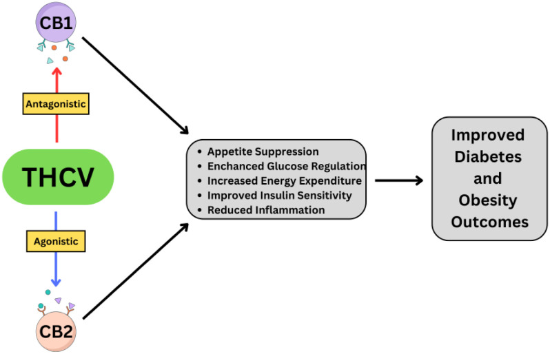 Mechanism of Action and Therapeutic Outcomes of THCV.