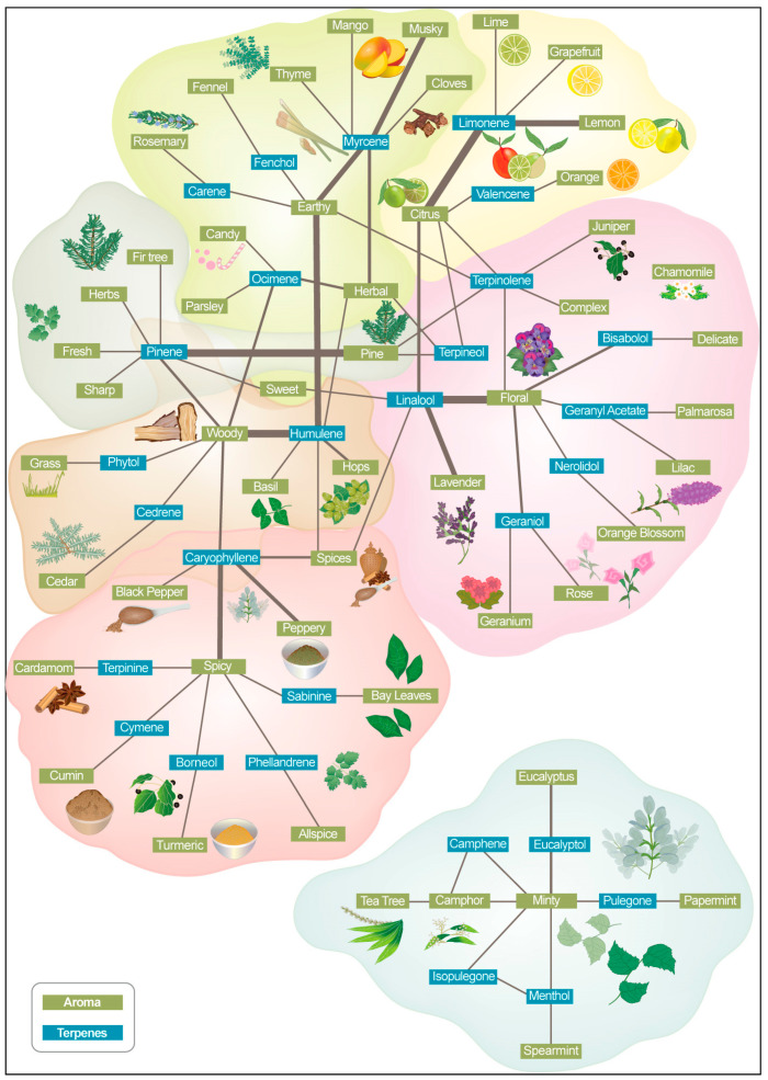 Association of terpenes and aroma descriptors in commercial cannabis products.