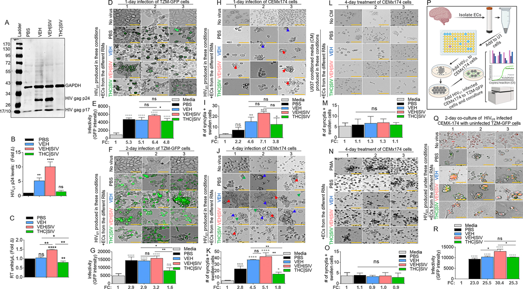 Potency of HIV latency reversal by VEH < VEH | SIV ECs and THC | SIV ECs.A) Representative western blot image of intracellular expression of HIV antigens – p24 and p17 in U1 cells, with host (U1 cells) GAPDH used as loading control. B) The levels of HIV gag p24 expression (shown in panel A) analyzed by densitometry (ImageJ) and presented as fold change (treatment/PBS). C) The level of extracellular HIV RT released by EC-treated U1 cells into the culture supernatants after 4 days of treatment. D-G) Clarified U1 cell supernatants collected on day 4 of treatment were added to the indicator cells – TZM-GFP cells and cultured for (D, E) one day or (F, G) two days. D, F) Representative microscopic images of HIV infection (GFP expression, green) after 1 and 2 days of infection respectively. E, G) Quantification of HIV infection (GFP expression, green) after 1 and 2 days of infection respectively. The numbers below the bars indicate fold change (treatment/PBS). “No virus” panel shows the level of autofluorescence detected by the instrument. H-K) The same clarified U1 cell supernatants collected on day 4 of treatment were added to CEMx174 cells and cultured for (H, I) one day or (J, K) four days. H, J) Representative microscopic images of cell morphology. The number of syncytia and large cells were quantified on I) day 1 and K) day 4. Red, blue, and green arrows denote syncytia, large cells, and filopodia-like protrusions respectively. L, M) Clarified supernatants collected on day 4 from EC-treated U937 cells were added to CEMx174 cells and cultured for 4 days. L) Representative microscopic images of cell morphology. M) The number of syncytia and large cells were quantified. N, O) CEMx174 cells were treated with VEH, VEH | SIV, THC | SIV ECs for 4 days. No virus = cells treated with PBS but not media from EC-treated U1 cells. No CM = cells treated with regular media but not conditioned media. N) Microscopic image of cell morphology. M) The number of syncytia and large cells were quantified. P) Schematic of HIV transfer assay from CEMx174 cells infected with EC-induced HIV cocultured with uninfected indicator TZM-GFP cells. Q) Representative microscopic images of HIV transfer assay from CEMx174 (red) to TZM-GFP cells. Green and orange (green + red) indicate infection. R) The level of infection (GFP expression). The numbers below the bars indicate fold change (treatment/PBS). All experiments were repeated three times. Statistical differences were assessed by ordinary one-way ANOVA with Tukey’s correction and by Binary Student’s t tests (Welch’s correction). **** p < 0.001, *** p < 0.005, ** p < 0.01, * p < 0.05, and ns = non-significant. Scale bars (horizontal orange lines) = 200 μm.