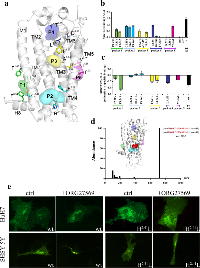 ORG27569 pocket identification.(a) The 5 putative allosteric pockets mapped onto the CB1 homology model. Probes identifying each site are represented by differently colored surfaces. The three mutated residues for each site are highlighted in colored sticks. P1 is defined by TM1-TM7 and H8 domains, P2 by TM1-4, P3 by the same TM domains of P2 but towards the extracellular region, P4 is defined by residues on TM3 and TM7, finally P5 is defined by TM3-5. (b) Human CB1wt receptor and the indicated CB1 mutants were transiently expressed in HEK293 cells. Membrane homogenates were obtained and T1117 binding measurement performed as described in the On line Method Sections. Specific binding correlates with the fold change increase of T1117 fluorescence in presence of AM251. (c) Membrane homogenates were obtained from cells expressing CB1wt receptor or the indicated CB1 mutants. Samples were incubated with ORG27569 (3 μM) for 30 minutes. T1117 specific binding measurement was performed as described above. Effect of ORG27569 treatment is expressed as change in T1117 specific binding upon ORG27569 treatment (for panels b and c the data depict the mean +/− s.e.m. and are representative of three or more independent experiments. P < 0.05. ANOVA-test was employed). (d) Peptides identified by LC/MS analysis and presenting ORG27569alk3 covalently linked to S2.45 or to S3.42 of the P2 pocket. Peptide abundance is plotted as a function of mass/charge (m/z). Amino acids that could present ORG27569alk3 covalently bound are shown in red. The inset shows the region addressed by the probe (red, surface) superimposed with the P2 binding pocket (cyan, surface); (e) rat CB1wt-GFP and CB1(H2.41L)-GFP constructs were transiently expressed in HuH7 (upper panels) and SHSY-5Y (lower panels) that were treated (+ORG27569) or not (ctrl) with ORG27569 (3 μM) for 4 hours (see also Supplementary Fig. S6).