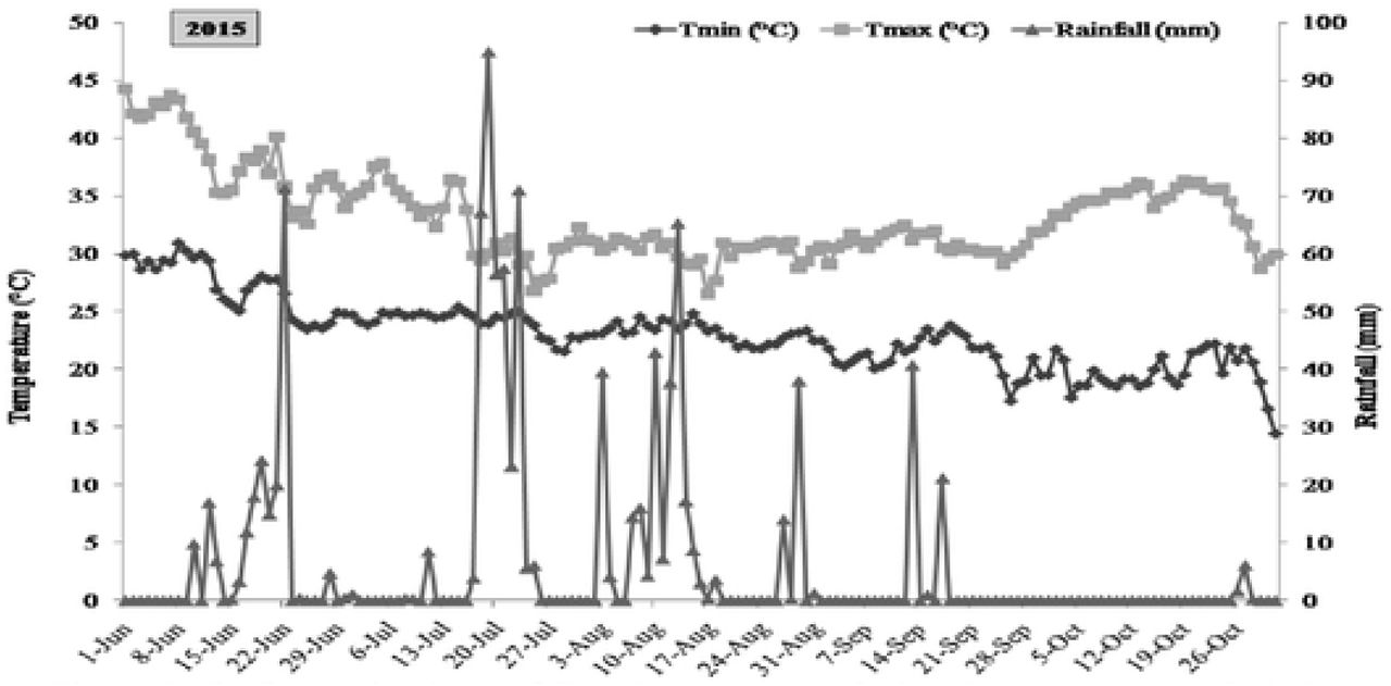 Daily fluctuation in rainfall and temperature during the crop season of 2015.