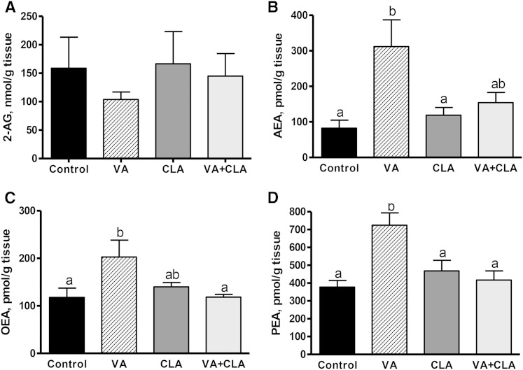 EC (A, B) and N-acylethanolamine (C, D) concentrations in the jejunal mucosa of JCR:LA-cp rats following dietary supplementation with VA, CLA, or VA+CLA. Values are means ± SEM, represented by vertical bars (n = 5). Means without a common letter differ (P < 0.05).