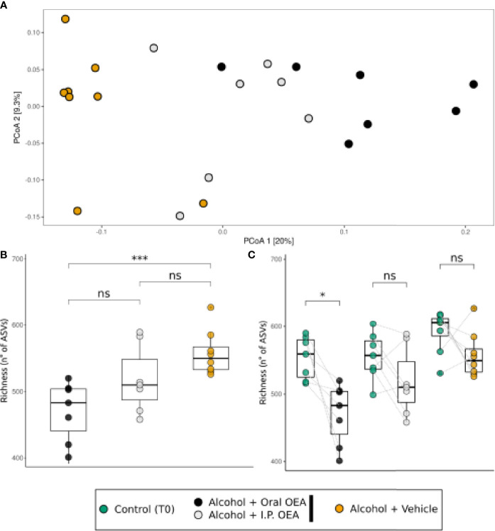 Bacterial community response to different routes of administration of OEA in alcohol-intoxicated rats. (A) β-Diversity analysis with PCoA ordination among the oral and i.p. OEA administration route, in comparison with the non-OEA-receiving rats. Ordination was constructed using the Bray–Curtis distance measure. (B) Richness (number of different ASVs) in the three sample groups. (C) Richness (number of different ASVs) in the three sample groups, in comparison with their respective T0 samples. Differences between groups were tested by Wilcoxon rank-sum test [paired test in panel (C)] and the resulting p-value was reported as notation on the plot (ns, p-value > 0.05; *p-value < 0.05; ***p-value < 0.001). Dotted lines connect the data from the same animal at the two time points for each treatment. T0 group, n = 22; alcohol + vehicle group, n = 8; alcohol + oral OEA group, n = 7; alcohol + i.p. OEA group, n = 7.