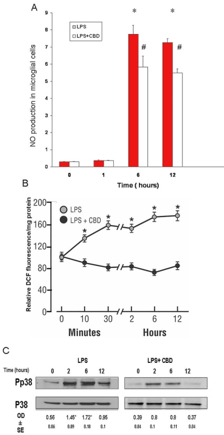 Cannabidiol reduces lipopolysaccharide-induced late increases of nitric oxide and peroxynitrite and p38 MAPK activation. A: Lipopolysaccharide (LPS) caused maximal increase in nitric oxide (NO) formation at 6 h and after. Cannabidiol (CBD) reduced NO formation during this period. Data shown is the mean of 4-6 experiments±SEM. Asterisk represents that it is significantly different at p<0.05 when compared with 0 time. B: LPS caused peroxynitrite formation as early as 15 min, followed by a further increase at 6-12 h. CBD reduced peroxynitrite formation during this period. Data shown is the mean of 6 experiments±SEM; asterisk represents that it is significantly different at p<0.005 as compared to CBD-treated. C: LPS treatment of microglial cells for 0-12 h induced a second peak of phospho-p38 MAPK at 2-6 h. CBD significantly reduced p38 MAPK activation level during this period. Data shown is the mean of 3 experiments±SEM; asterisk represents that it is significantly different at p<0.05 when compared with 0 time.