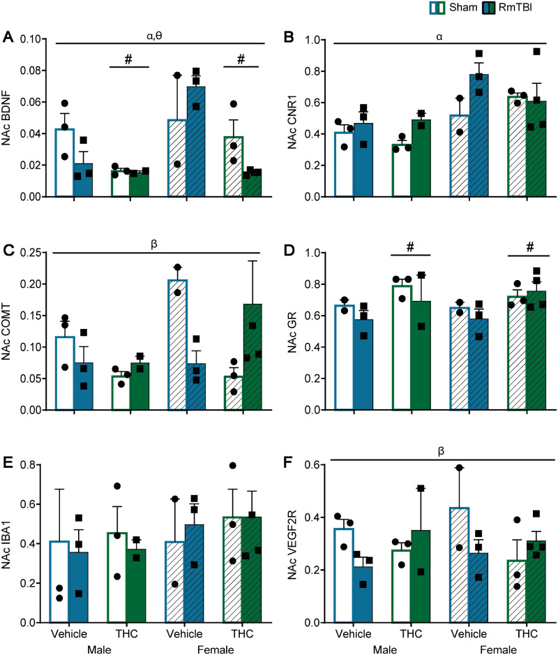 Graphical depictions of the RT-qPCR results in the nucleus accumbens displayed as mean ± SEM for the post-injury THC administration groups. White and white hashed bars display sham groups (males and females, respectively), while blue and green bars display RmTBI groups. Statistical significance symbols are displayed above the bars (α) indicates a main effect for sex, (#) indicates a main effect for THC, (β) indicates a RmTBI by THC interaction and (θ) indicates a sex by RmTBI by THC three-way interaction.