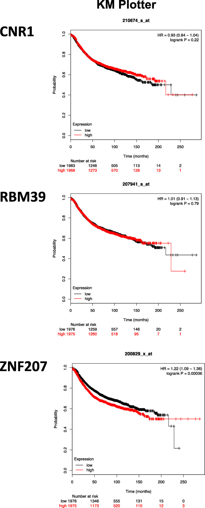 Overall survival curve of breast cancer patients expressing CNR1, RBM39, and ZNF207, as analyzed by KM Plotter