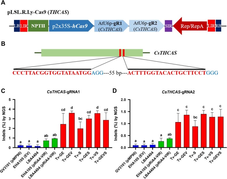 Synergistically increased efficiency of genome editing via Tv system and geminiviral replicon in C. sativa. (A) Schematic representation of CRISPR/Cas9 expression with CsTHCAS-target gRNAs in T-DNA region of geminivirus-based replicon. Human-optimized SpCas9 (hCas9) and CsTHCAS-target gRNAs were driven by 35S promoter with a duplicated enhancer (p2x35S) and AtU6 promoters, respectively. (B) Schematic map of the target gene (CsTHCAS). Thin vertical lines represent the target sites within the coding sequence (CDS). The letters below the bar indicate target sequences. Indel frequencies for CsTHCAS-gRNA1 (C) and -gRNA2 (D) in Cannabis-immature embryos determined by targeted deep sequencing. Data are from at least three independent experiments with biological replicates and are expressed as means ± SD. Different characters indicate a statistically significant difference based on one-way ANOVA and Tukey's multiple range test, with P < 0.05. Agrobacterium strains contained Cas9-THCAS-construct in replicon.