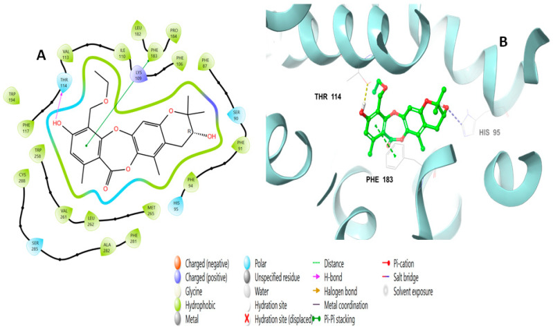 Putative binding mode of mollicellin Q (101) at the binding site of the CB2 receptor (PDB-ID: 6KPF). Mollicellin Q (101) is displayed as green sticks. H bonds are displayed as yellow dotted lines, and ionic bonds as blue dotted lines. (A) Two-dimensional view; (B) three-dimensional view of CB complexed with mollicellin Q (101).