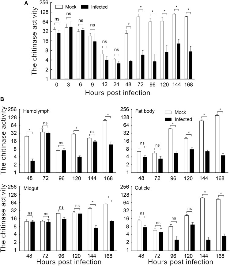The effect of HvAV-3h on chitinase activity in Spodopera exigua larvae. (A) Chitinase activity in the whole body. (B) Chitinase activity in different tissues. Mock, mock-infected larvae; Infected, infected larvae. * indicates significant difference between mock-infected and infected (p < 0.05), ns indicates no difference between mock-infected and infected according to t-test.